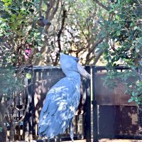 じっと、しずかに、待っててね　千葉市動物公園ハシビロコウ　湿原ゾーン整備で展示休止
