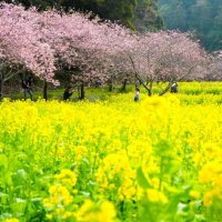 菜の花と河津桜共演　鮮やか春色コントラスト　旭