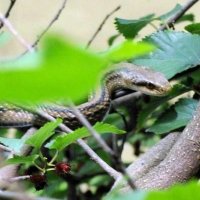 シマヘビ　湿田の稲作文化に依存　成田篤彦　【房総の草木虫魚】（４６４）