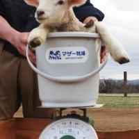 体重測定をする「バケツ羊」
