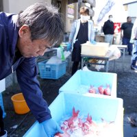 農漁業、価値ある品ずらり　土曜マーケット始動　いすみ　大原漁港
