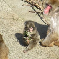 パンチ「ぬいぐるみ離れ」　人気爆発から１カ月　パンダ不在の喪失感埋める？　市川市動植物園