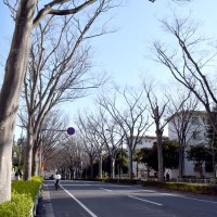 危険な猛暑、街路樹で防ぐ　過度な剪定やめ樹冠拡大を　熱中症死者５年で７５００人　千葉大名誉教授　藤井英二郎さん