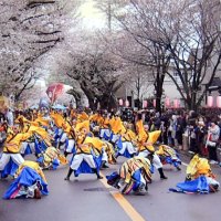 過去に開かれたみつわ台桜祭りの様子（実行委提供）