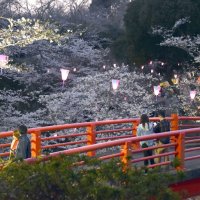 北総随一の名所点灯　香取　闇夜に桜光まとい