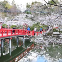 桜満開の場所も　茂原公園に春到来