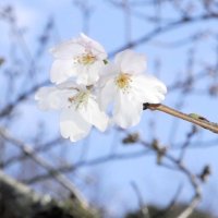 館山で桜開花　５輪以上咲き「宣言」　房総の春本番へ