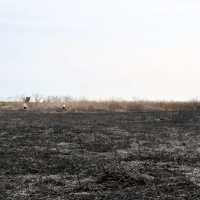 ヨシ焼き後の湿原。地表に日が当たるようになり新芽の生育促進の効果がある＝１日、東庄町