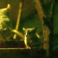 赤ちゃんすくすく　ショウガラゴ、アカテタマリン　千葉市動物公園