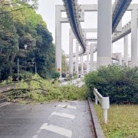 【速報】千葉で倒木も…県内で強風や高波、急な強い雨、落雷に注意　気象庁