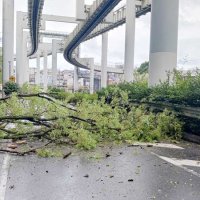 倒木でふさがれた千葉市内の道路＝１０日午後０時半ごろ