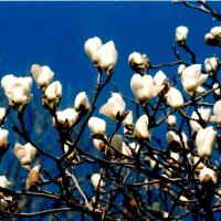 ハクモクレンの花＝２０１１年３月１８日、千葉市（初芝清氏撮影）