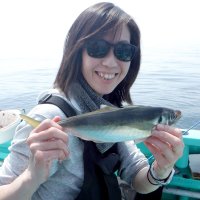 保田沖で釣り上げたアジ（写真は「村井丸」提供）
