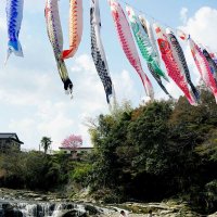 こいのぼり、悠々と　黒原不動滝　大多喜