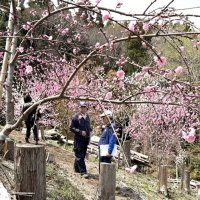里山の自然満喫して　花桃、山桜…散策コース開場　木更津市　ブルーベリー園