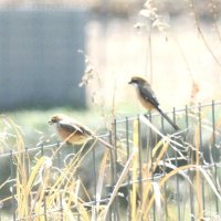 モズ　百舌鳥、愛語る雄に由来　成田篤彦　【房総の草木虫魚】（４６６）