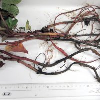 つるや葉が変色、枯れる　サツマイモ「基腐病」　千葉県、対策を強化　感染苗「持ち込まないで」