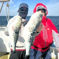 富浦沖で釣り上げたトラフグ（写真は「萬栄丸」提供）