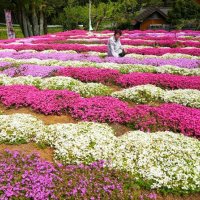 シバザクラ、里山に彩り　森川さん手がける　匝瑳