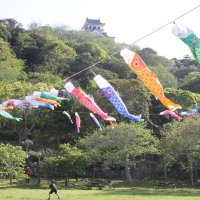 色とりどりこいのぼり　晴天の下スイスイ　館山城に１６０匹
