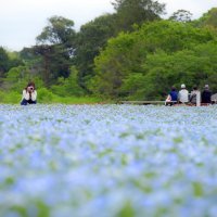 見頃を迎えたネモフィラ＝２１日、千葉市若葉区