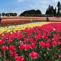 東京ドイツ村、丘一面にチューリップ　色彩美、２６万株