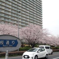 桜通り