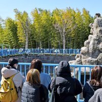 「パンチ」サル山に侵入　着ぐるみ姿、警察に引き渡し　市川市動植物園「前代未聞」