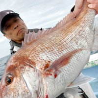 鹿島沖で釣り上げたマダイ（写真は「幸栄丸」提供）
