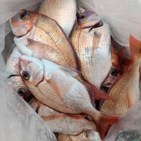 飯岡沖で釣り上げたハナダイ（写真は「隆正丸」提供）
