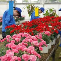 カーネーションを手入れする大原高生＝７日、いすみ市