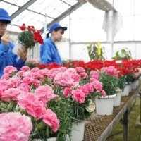 カーネーション「母の日」前に販売へ　１０品種７０鉢、丹精込めて鮮やかに　いすみ・大原高生