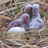 コウノトリ３羽ふ化　ミライ、カナタペアから初　野田・飼育繁殖施設