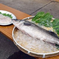 これから旬を迎える瞬〆のスズキと刺身