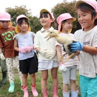 おいしいお米守ってね　園児、アイガモ放鳥　長生