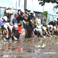 「粒すけ」秋を楽しみに　伝統の田植え　船橋・高根小