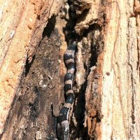 「幻のヘビ」見つかった！　夜行性のシロマダラ　南房総