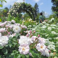 ピンク色や白、黄色など色とりどりのバラが咲き誇る園内＝１４日、佐倉市の草ぶえの丘