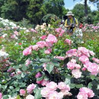 色とりどりバラ２５００株本番　６月７日までローズフェスティバルも　佐倉草ぶえの丘バラ園