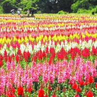 東京ドイツ村、キンギョソウ・ペチュニア見ごろ　１３万株、色彩の競演　袖ケ浦