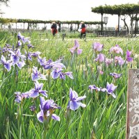 初夏の訪れを告げる恒例イベント「水郷佐原あやめ祭り」が開幕し、涼しげに咲き始めたハナショウブが来園者を楽しませている＝２３日、香取市の水郷佐原あやめパーク