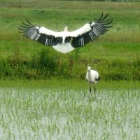いすみ市に今月、国の特別天然記念物コウノトリ２羽が飛来した。市によると、市内飛来は約１年半ぶり。一度に２羽が確認されたのは、市の把握する２０１４年以降で初めて　橋本ひとみ撮影