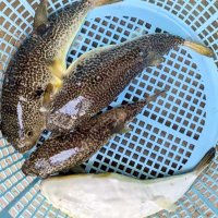 飯岡沖でゲットしたショウサイフグ（写真は「隆正丸」提供）