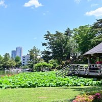 豊かな自然を持つ千葉公園＝５月３０日、千葉市中央区
