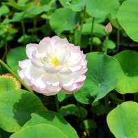 ピンク色の花を咲かせた手乗りハス