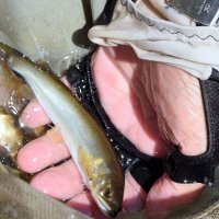 全体的に小型だが良形も